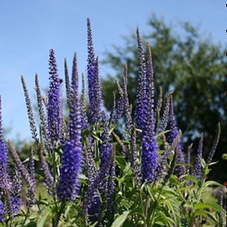 Veronica longifolia 'Blauriesin'