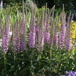 Veronica longifolia 'Pink Eveline' ®