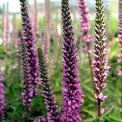 Veronica spicata 'Barcarole'