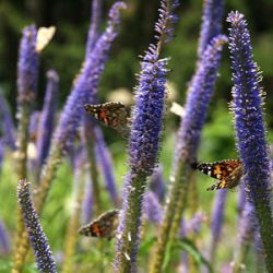 Veronicastrum sibiricum 'Amethyst'