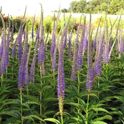 Veronicastrum virginicum 'Apollo'