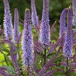 Veronicastrum virginicum 'Cupid' ®