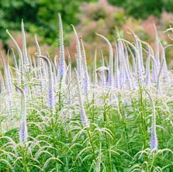 Veronicastrum virginicum 'Lavendelturm'