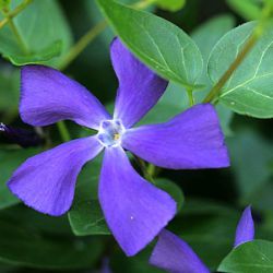 Vinca major subsp. balcanica