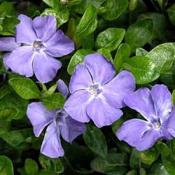 Vinca minor 'Bowles Cunningham'
