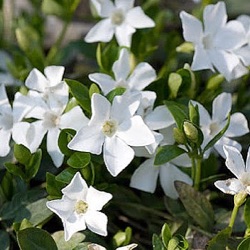 Vinca minor 'Gertrude Jekyll'