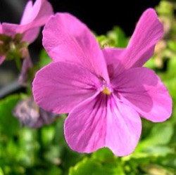 Viola 'Letitia' (Va)