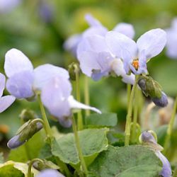 Viola odorata 'Reine des Neiges' ('Snow Queen')