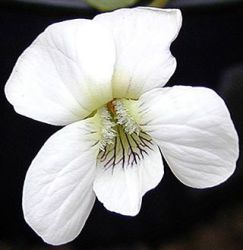 Viola sororia 'Albiflora' (V. s. 'Immaculata')