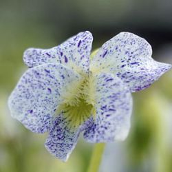Viola sororia 'Freckles'