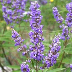 Vitex agnus-castus var. latifolia