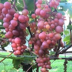 Vitis vinifera 'Heike'