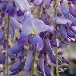 Wisteria brachybotrys 'Okayama'