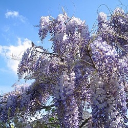 Wisteria floribunda 'Domino'