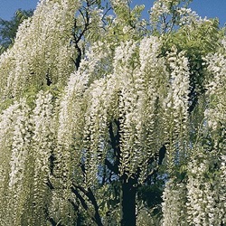 Wisteria floribunda f. alba 'Shiro-noda' ('Longissima Alba')