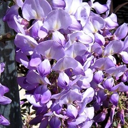 Wisteria floribunda 'Lavender Falls' ('Betty Tam')