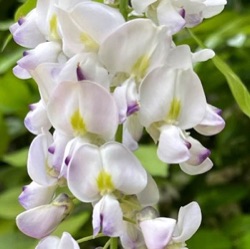 Wisteria floribunda 'White Delight'