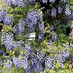 Wisteria frutescens var. macrostachya 'Aunt Dee'