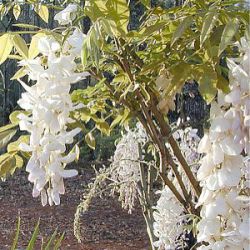 Wisteria frutescens var. macrostachya 'Clara Mack'