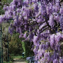 Wisteria sinensis 'Amethyst'