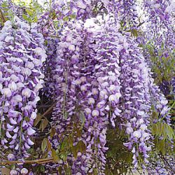 Wisteria sinensis 'Blue Sapphire'