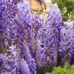 Wisteria sinensis 'Prolific'