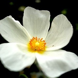 xHalimiocistus sahucii