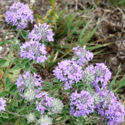 Ziziphora clinopodioides 
